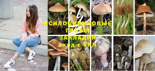 сатива Елизово